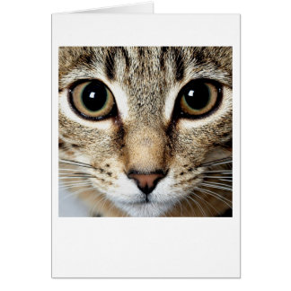 Katt Hälsningskort