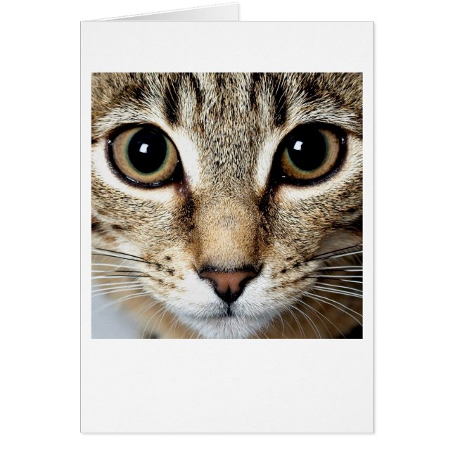 Katt Hälsningskort (Framsidan)