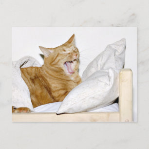Katt hatar morrar vykort