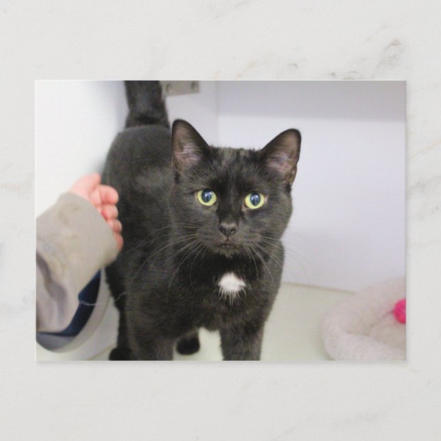 Katt Helg Vykort (Framsida)