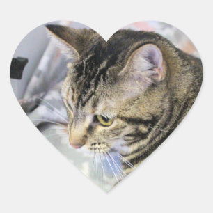 Katt Hjärtformat Klistermärke