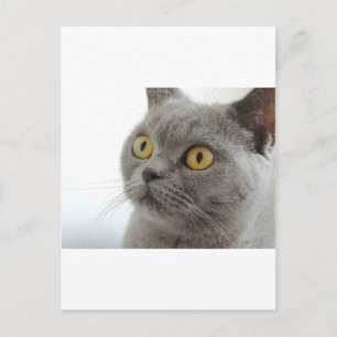 Katt Husdjur Djur Grinig Ilsket Ansikte Fred Kärle Vykort