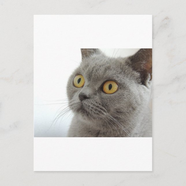 Katt Husdjur Djur Grinig Ilsket Ansikte Fred Kärle Vykort (Framsida)