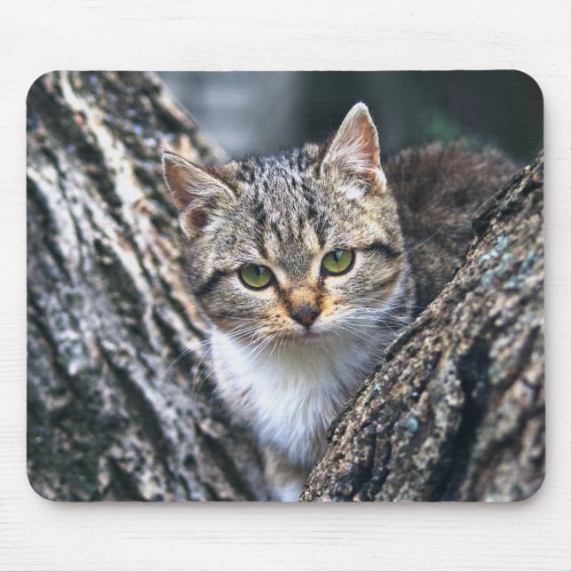 katt, husdjur, natur musmatta (Framsidan)