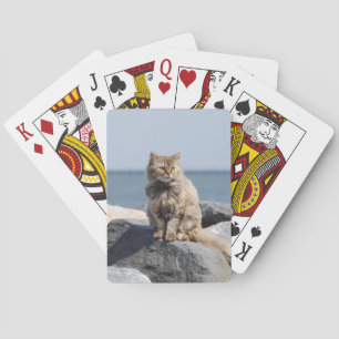 Katt i blåst vid havet casinokort