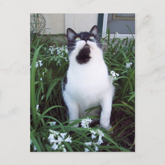 Katt i blomstervykortet vykort (Framsida)