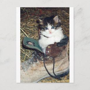Katt i Boot Vykort