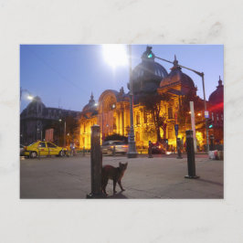 Katt i Bukarest, Rumänien Vykort