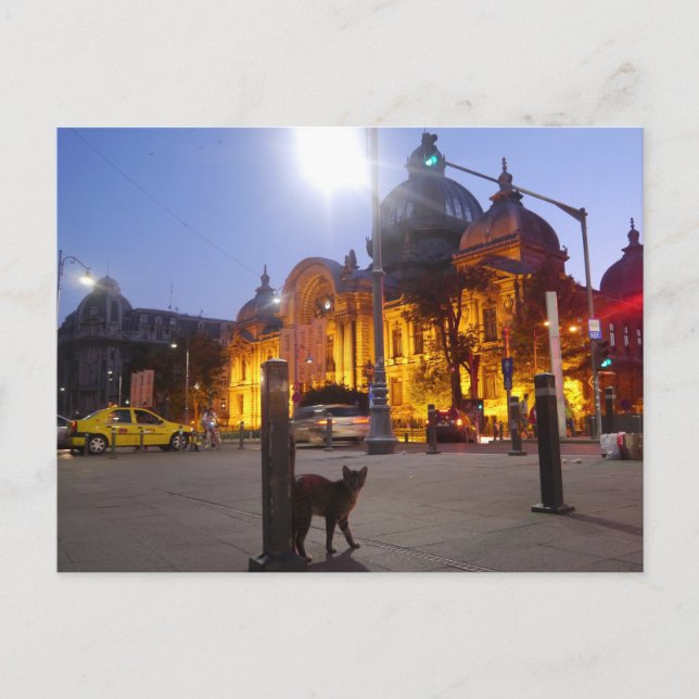 Katt i Bukarest, Rumänien Vykort (Framsida)