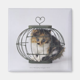 Katt i bur magnet