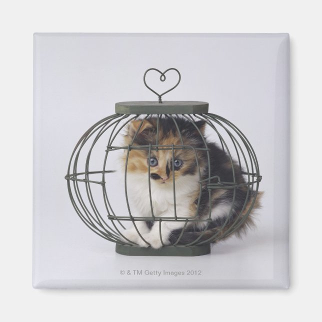 Katt i bur magnet (Framsidan)