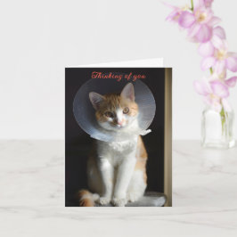 Katt i Cone Thinking, Cat Get well Snart. Kort