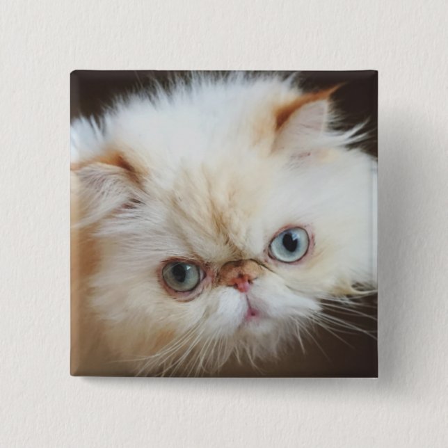 Katt i en boxas knapp (Framsida)