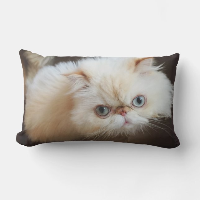 Katt i en boxas lumbarkudde (Framsida)