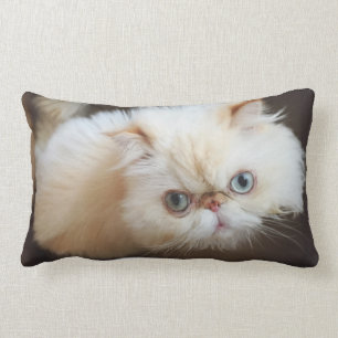 Katt i en boxas lumbarkudde
