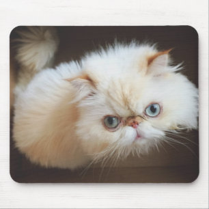 Katt i en boxas musmatta