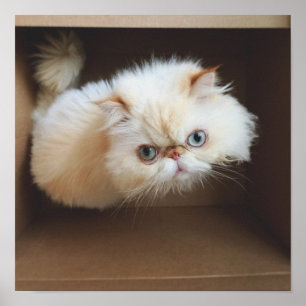 Katt i en boxas poster