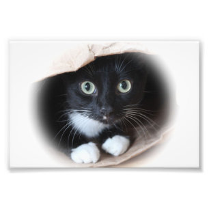 Katt i en hänga lös fototryck
