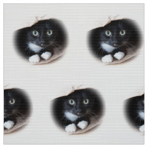 Katt i en hänga lös tyg