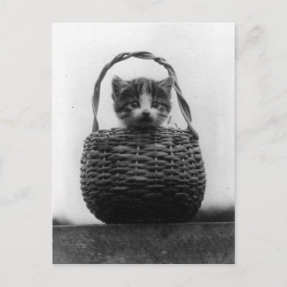 Katt i en korg Vintage Foto Vykort
