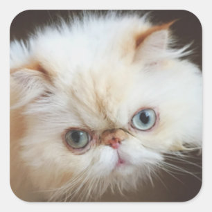 Katt i en låda fyrkantigt klistermärke
