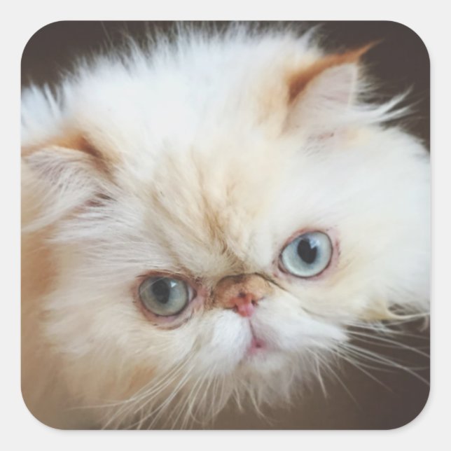 Katt i en låda fyrkantigt klistermärke (Framsida)