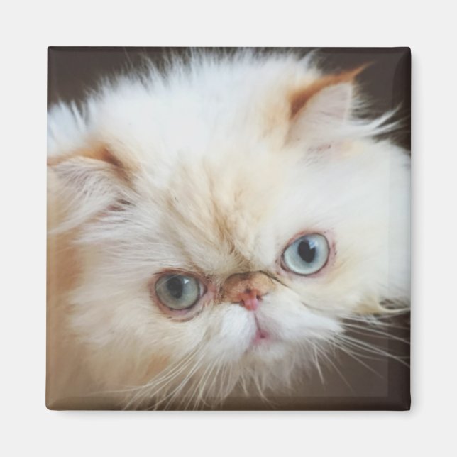 Katt i en låda magnet (Framsidan)