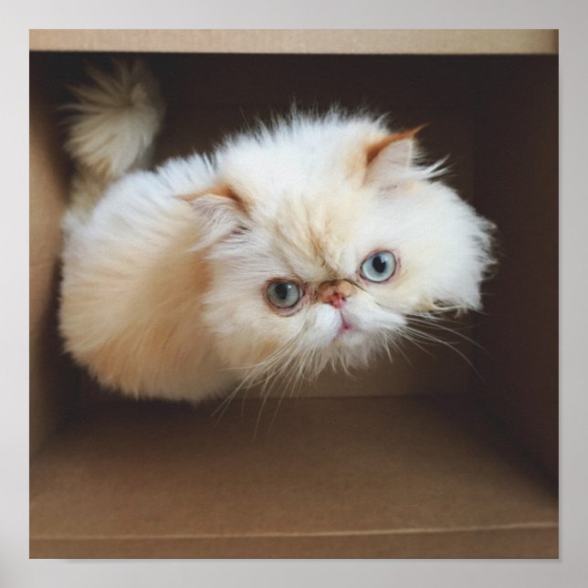 Katt i en låda poster (Framsidan)