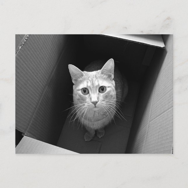 Katt i en låda vykort (Framsida)