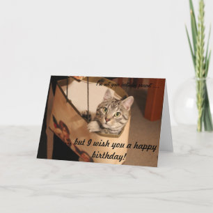 Katt i en presentväska kort
