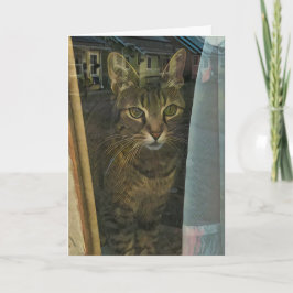 Katt i ett fönster som reflekterar dina tankar kort