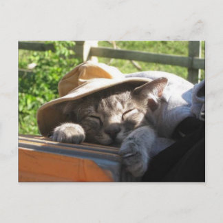 Katt i ett hett vykort