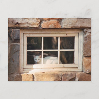 Katt i fönstervykort vykort