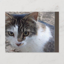 Katt i fönstret vykort