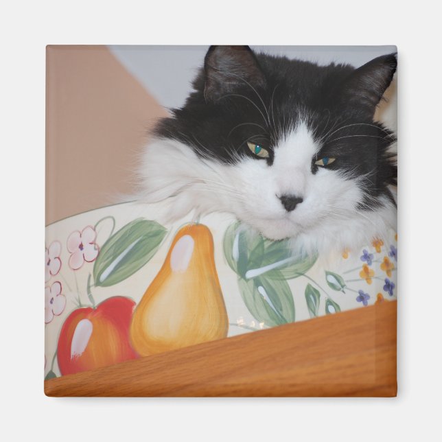 Katt i fruktBowl Magnet (Framsidan)