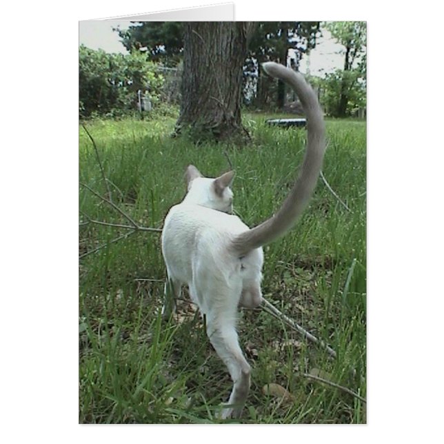 Katt i gräs II Hälsningskort (Framsidan)