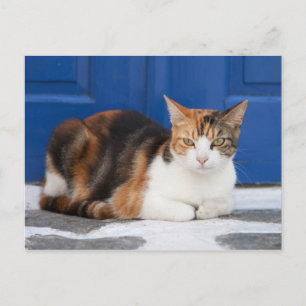 Katt i Grekland Vykort