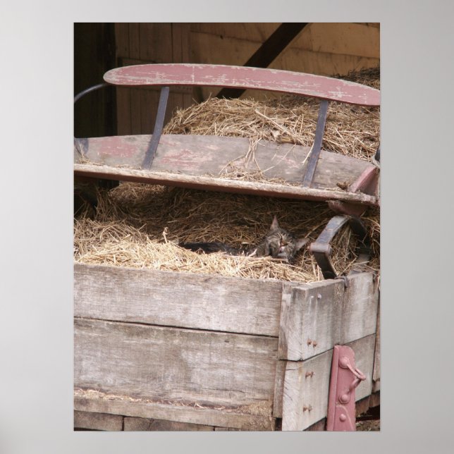 Katt i Hay Wagon Skriv ut Poster (Framsidan)