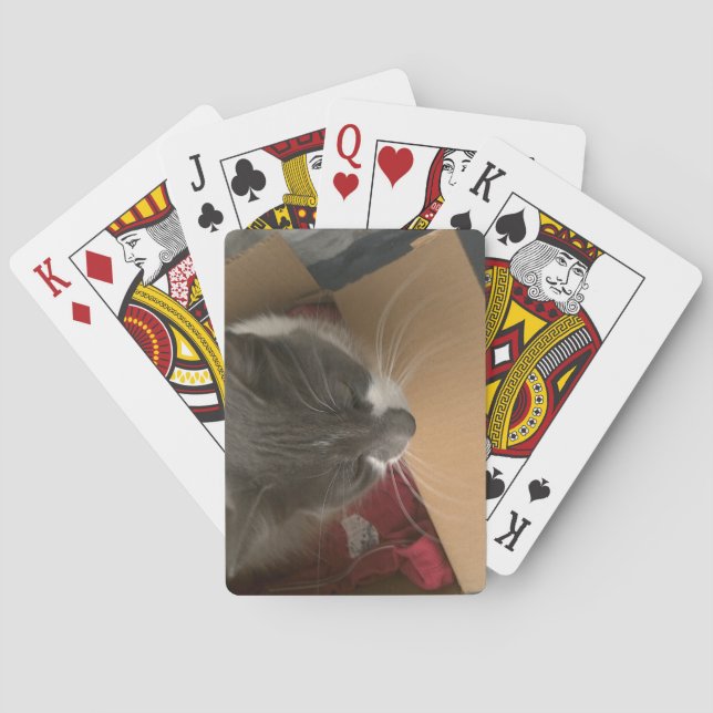 Katt i lådan casinokort (Baksidan)