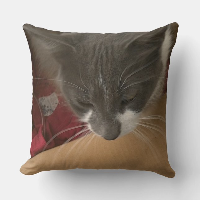 Katt i lådan kudde (Framsida)