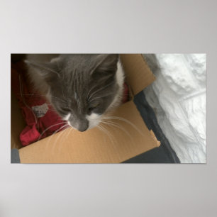 Katt i lådan poster