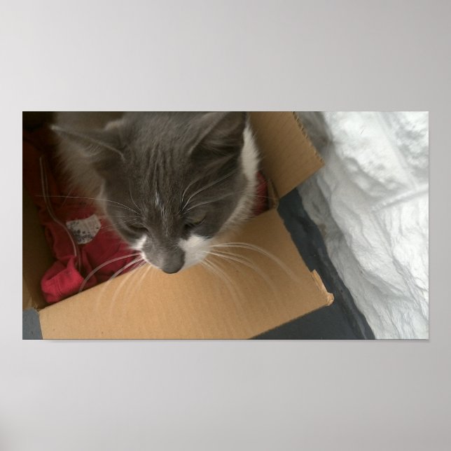 Katt i lådan poster (Framsidan)