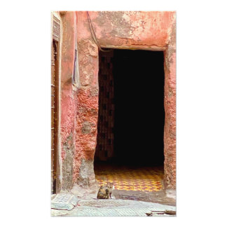 Katt i Medina-Marrakech, Marocko Fototryck