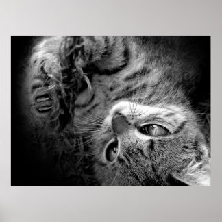 Katt i mörker poster