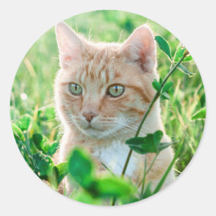 Katt i naturen runt klistermärke