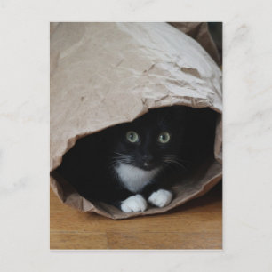 Katt i säck 2 vykort