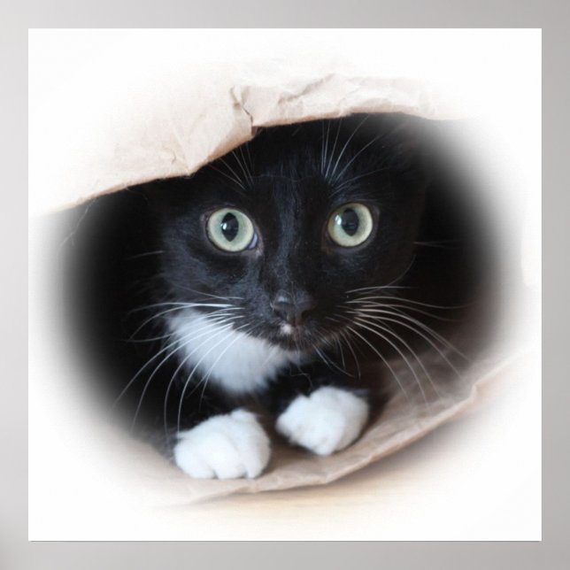 Katt i säck poster (Framsidan)