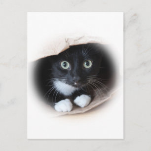 Katt i säck vykort