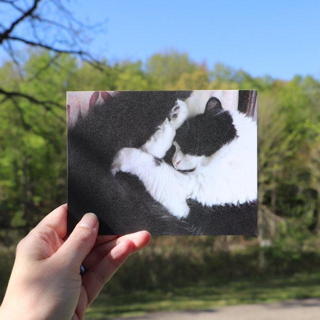 Katt i Smoking Kattungar Svart och Vita Caturday Vykort (Skapare uppladdad)