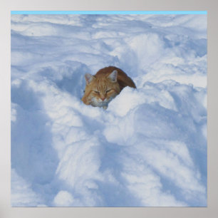 Katt i snö poster